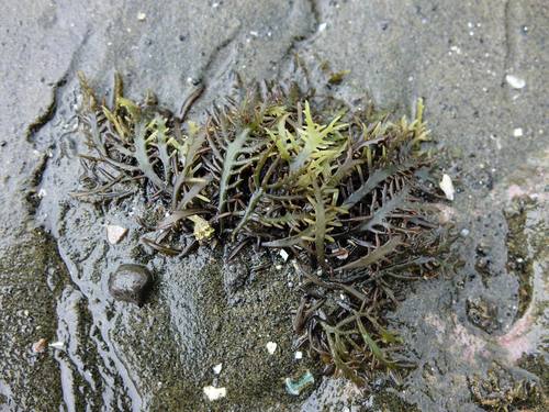 Gigartina marginifera