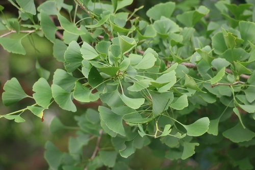 Ginkgoaceae
