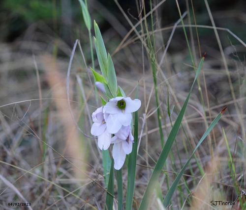 Gladiolus ecklonii