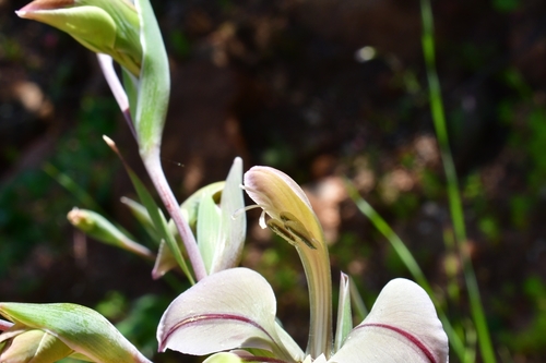 Gladiolus orchidiflorus