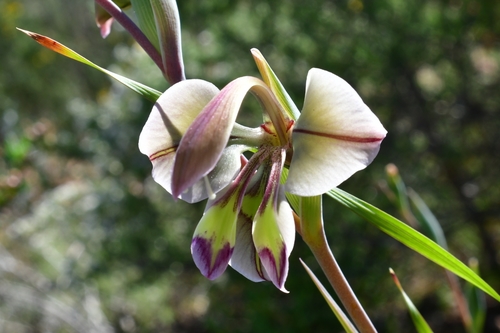 Gladiolus orchidiflorus