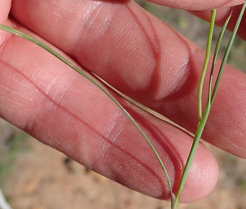 Gladiolus permeabilis subsp. edulis