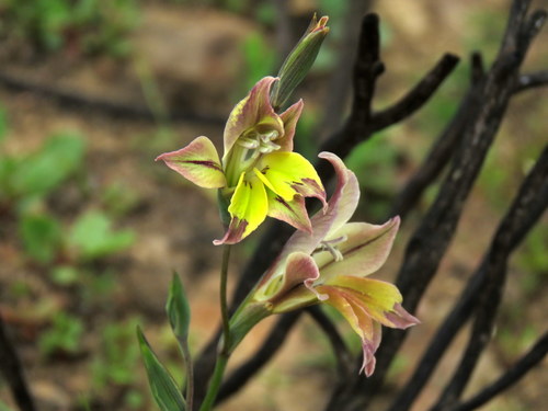 Gladiolus permeabilis subsp. edulis