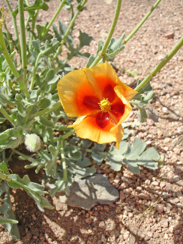 Glaucium arabicum