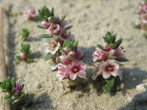Glaux maritima