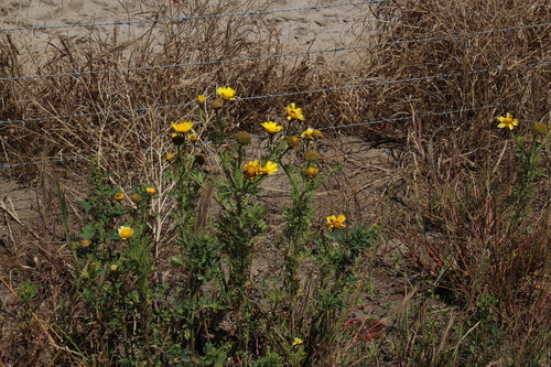Glebionis coronaria