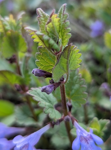 Glechoma hederacea
