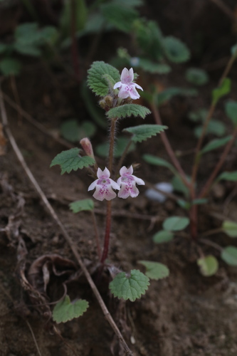 Glechoma longituba
