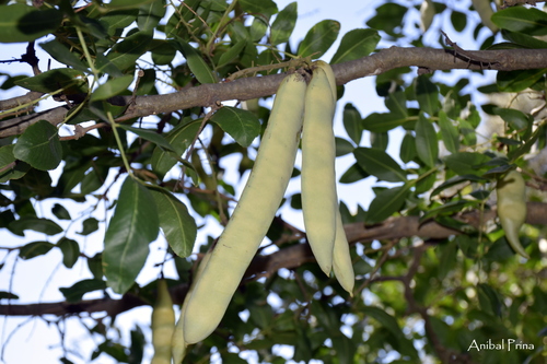 Gleditsia sinensis