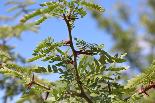 Gleditsia triacanthos
