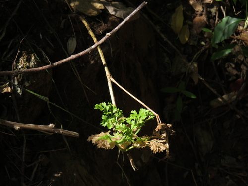 Glia prolifera