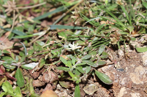 Glinus oppositifolius