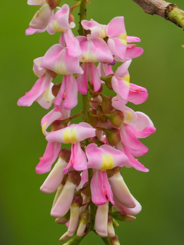 Gliricidia sepium