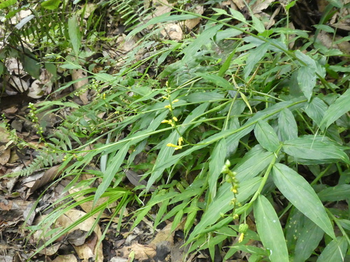 Globba racemosa