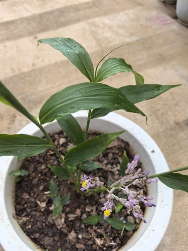 Globba spathulata