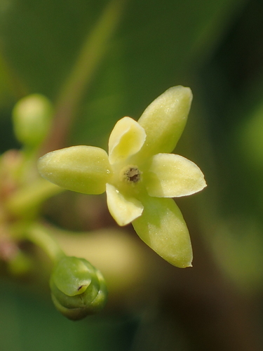 Glochidion rubrum