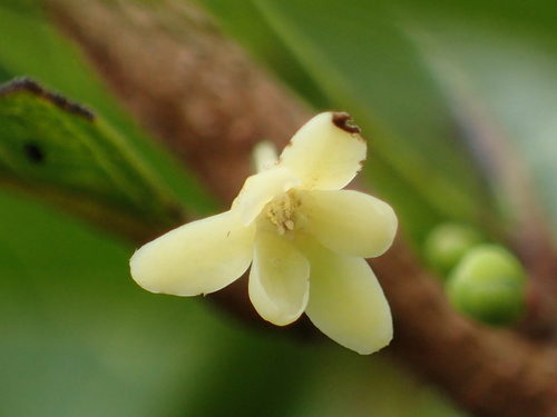 Glochidion rubrum