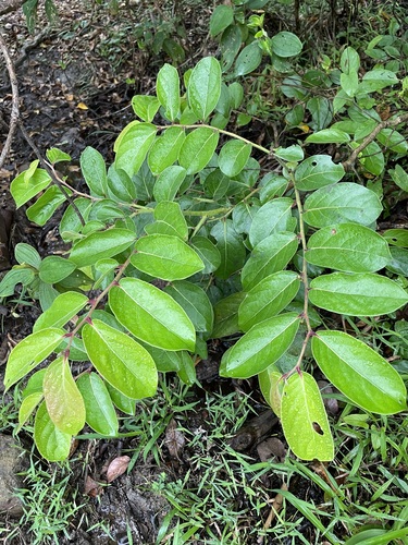 Glochidion zeylanicum