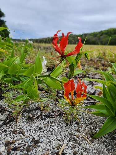 Gloriosa superba