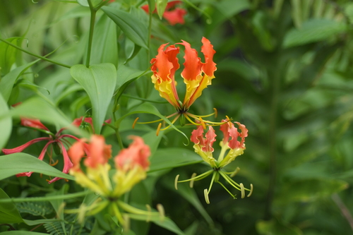 Gloriosa superba