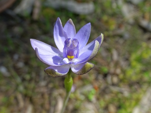 Glossodia major