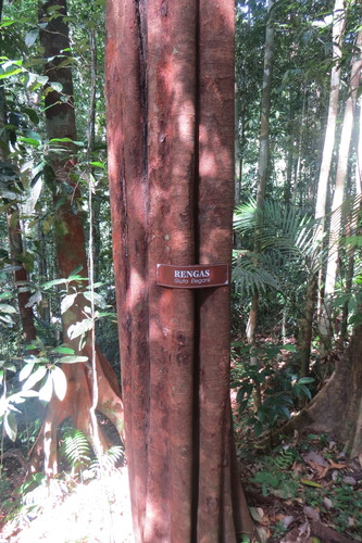Gluta elegans