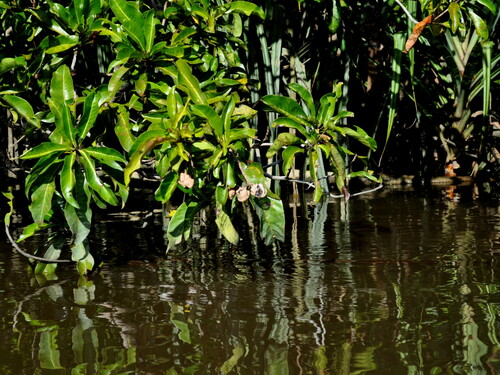 Gluta velutina