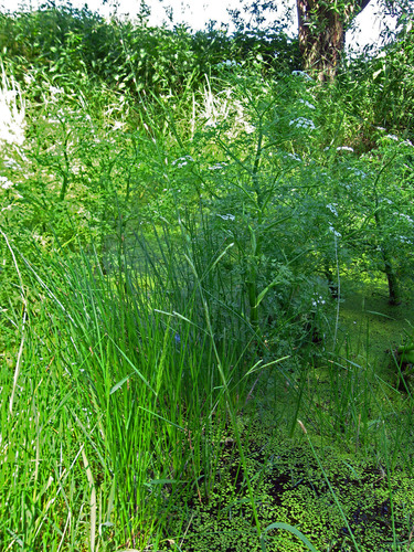 Glyceria fluitans