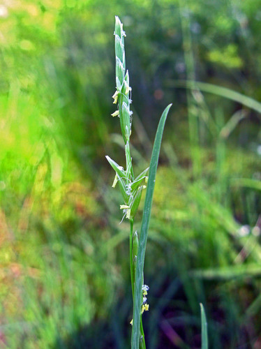 Glyceria fluitans