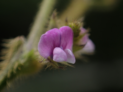 Glycine max subsp. soja