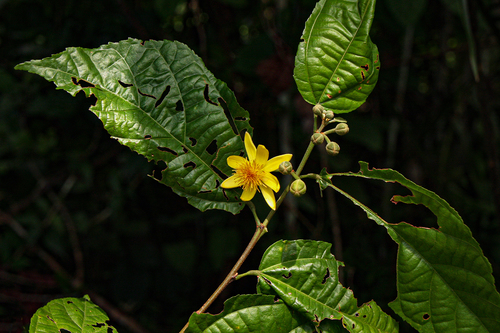 Glyphaea brevis