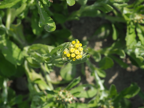 Gnaphalium affine