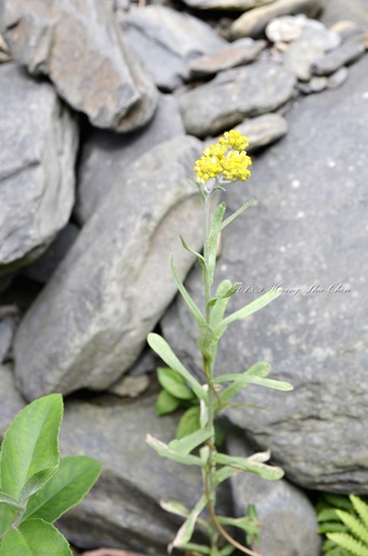 Gnaphalium affine