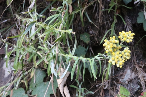 Gnaphalium hypoleucum