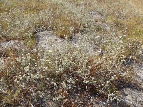 Gnaphalium indicum