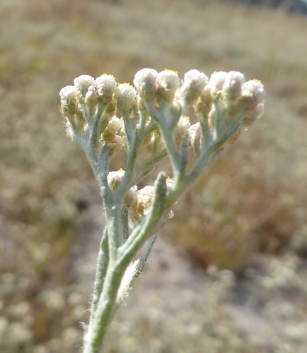 Gnaphalium indicum