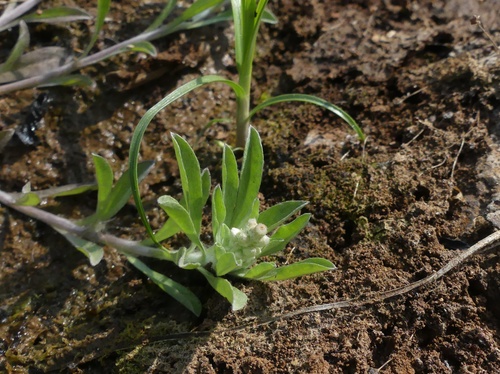 Gnaphalium polycaulon