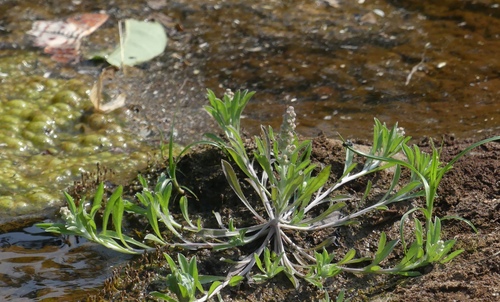 Gnaphalium polycaulon