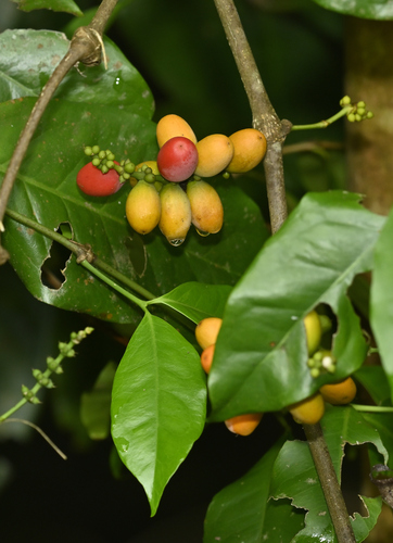 Gnetum gnemon