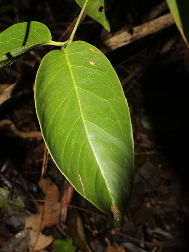 Gnetum leyboldii