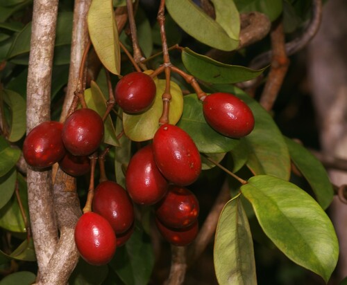 Gnetum urens