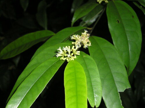 Gomphandra quadrifida