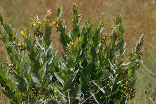 Gomphocarpus glaucophyllus