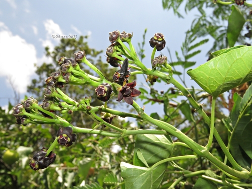 Gonolobus niger