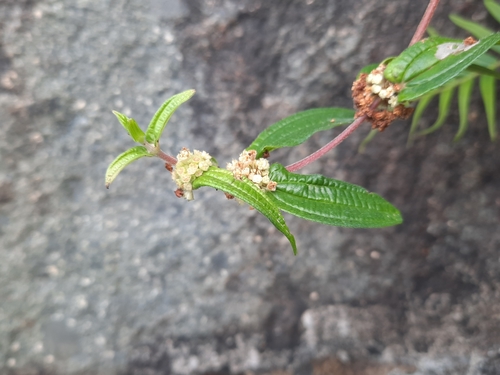 Gonostegia hirta