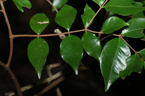 Gossia acmenoides