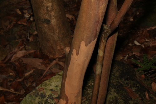 Gossia acmenoides