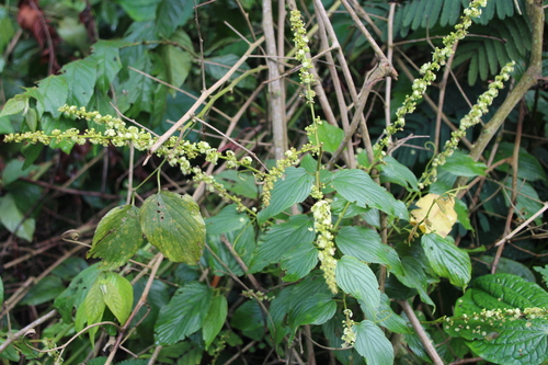 Gouania longispicata