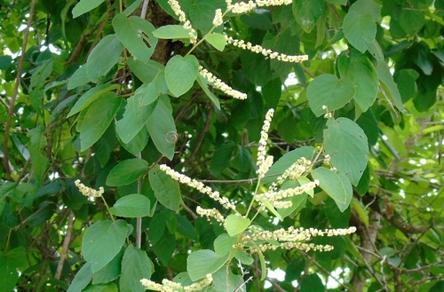 Gouania lupuloides