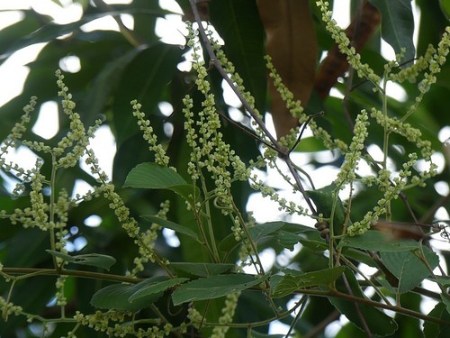 Gouania polygama